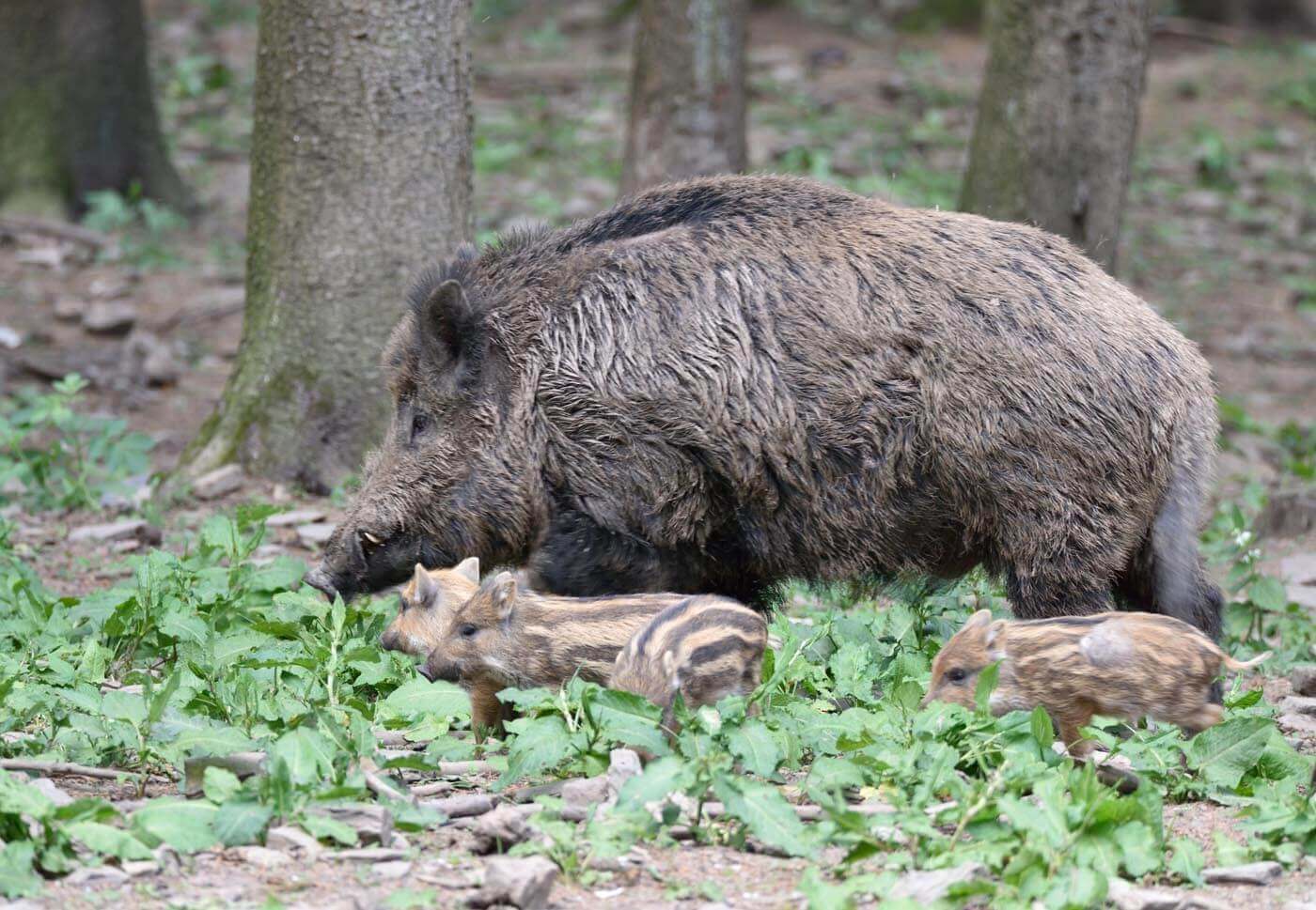 Limburgs everzwijnenplan van Open Vld Limburgs everzwijnenplan van Open Vld