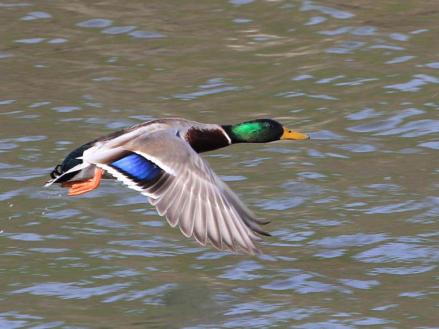 Wilde eend Wilde eend