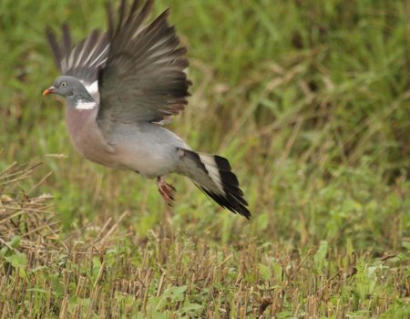 Oproep tot beheer van verwilderde duiven Oproep tot beheer van verwilderde duiven