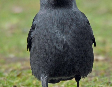 ‘Schort bestrijding kraai en ekster voor twee weken op’ ‘Schort bestrijding kraai en ekster voor twee weken op’