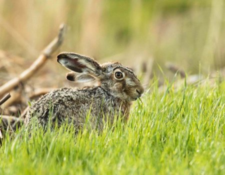 RHD2-virus bij konijnen RHD2-virus bij konijnen