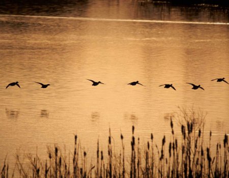 Soortenbesluit eindelijk gepubliceerd in BS! Soortenbesluit eindelijk gepubliceerd in BS!