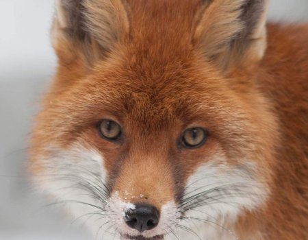 UITNODIGING – avondje vossen met AJV – 9-sep-2016 Kasterlee UITNODIGING – avondje vossen met AJV – 9-sep-2016 Kasterlee