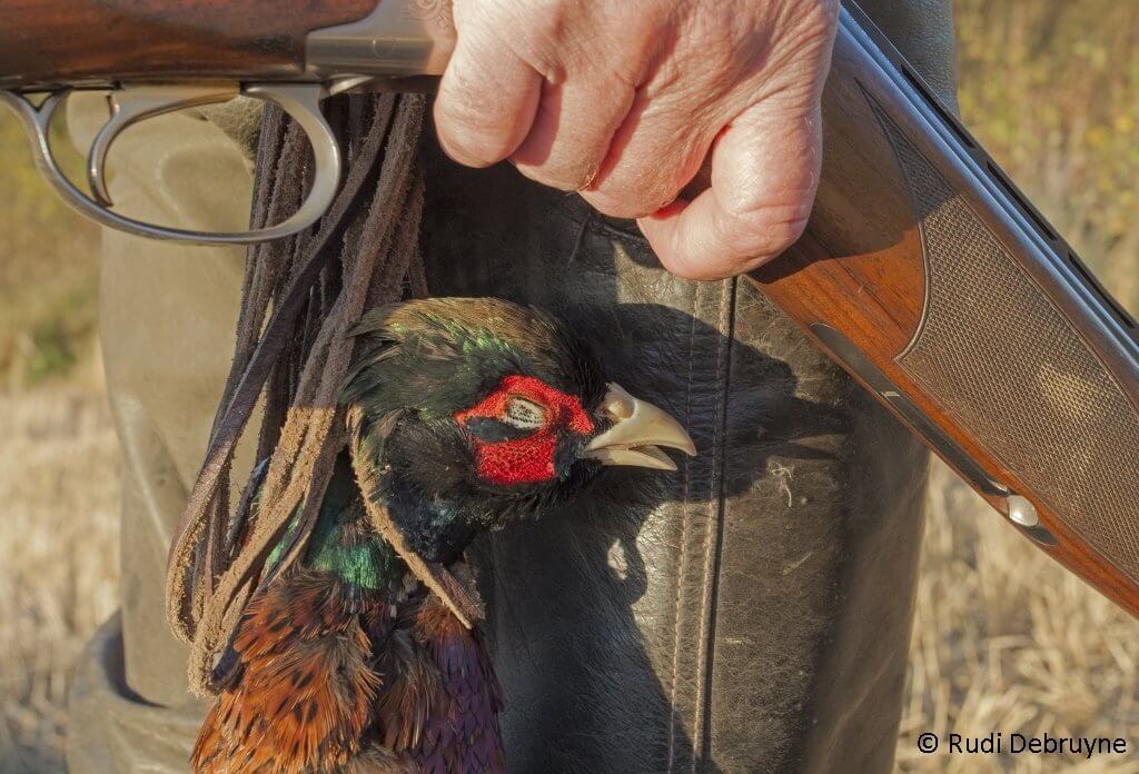 culinair-faisan-roti-rudi-debruyne-4-1024x696 juist