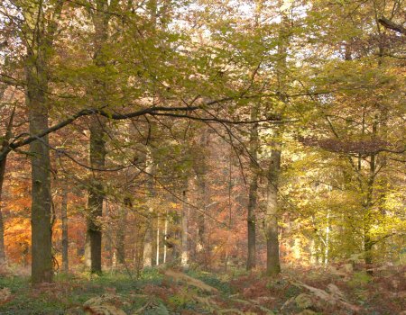 Openbare aanbesteding – Militair domein “Kwartier HELCHTEREN Schietveld” Openbare aanbesteding – Militair domein “Kwartier HELCHTEREN Schietveld”