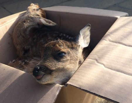 Dieren sparen bij het maaien Dieren sparen bij het maaien