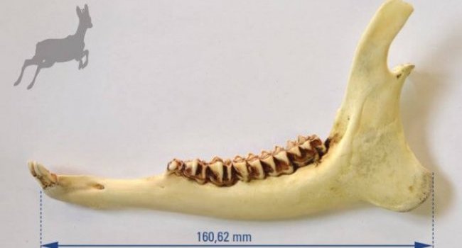 Inzamelen onderkaken reegeit en kits (Limburg)