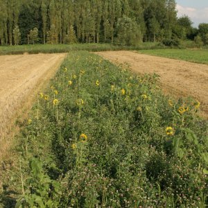 bloemen en kruiden in akkerrand bloemen en kruiden in akkerrand