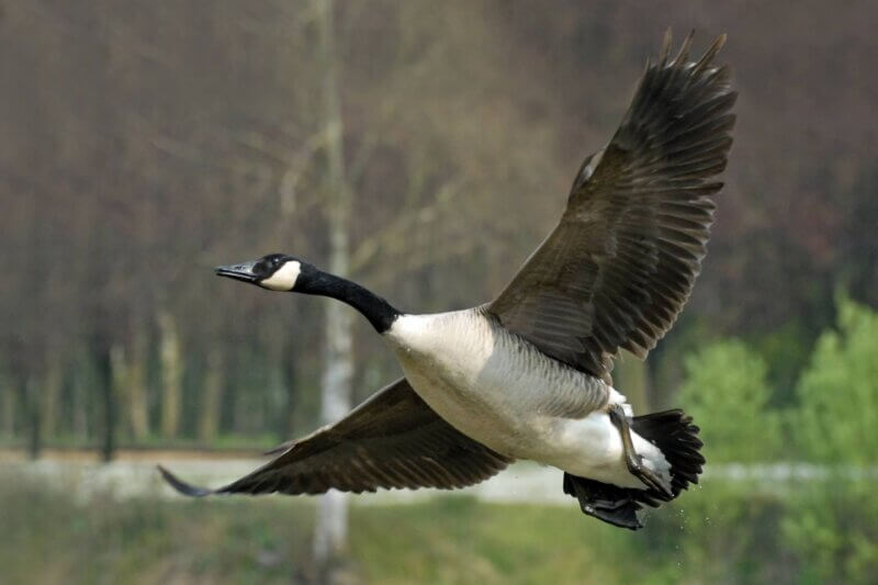 Canadagans Canadagans