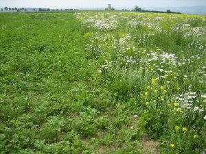 Göttingermengsel in het voorjaar