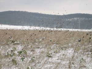 Göttingermengsel in de winter
