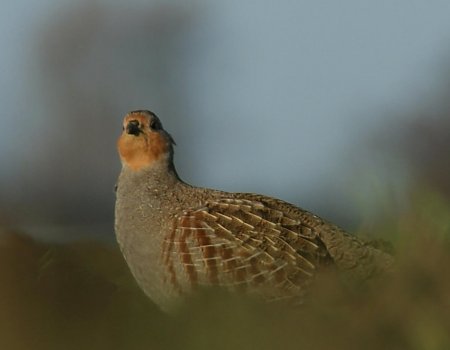 WBE Noorderkempen werkt voor de patrijs WBE Noorderkempen werkt voor de patrijs