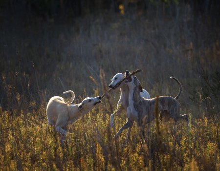 Stroperij met windhonden Stroperij met windhonden