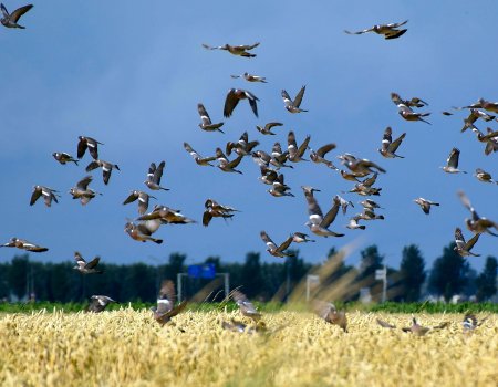 Jachtverlof 2017-2018 noodzakelijk voor bijzondere jacht! Jachtverlof 2017-2018 noodzakelijk voor bijzondere jacht!