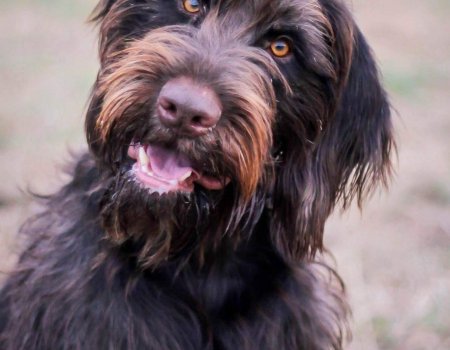 Tip voor jagers die naar het buitenland trekken met hun viervoeter(s) Tip voor jagers die naar het buitenland trekken met hun viervoeter(s)