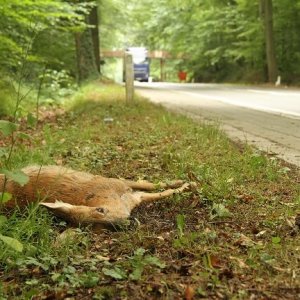 Valwild Ree (Gert Wouters) Valwild Ree (Gert Wouters)