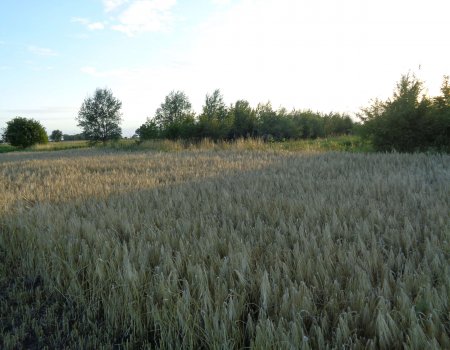 Jagers zorgen voor extra patrijzenhabitat in het PARTRIDGE-demogebied in Ramskapelle Jagers zorgen voor extra patrijzenhabitat in het PARTRIDGE-demogebied in Ramskapelle
