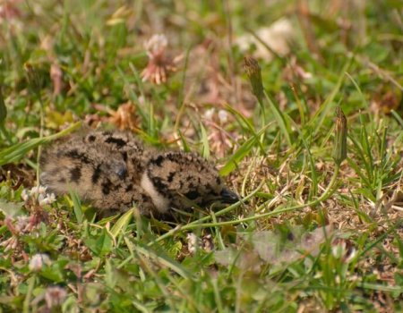 Grondbroeders vaker ‘in gevaar’ volgens Vlaamse Rode lijst Grondbroeders vaker ‘in gevaar’ volgens Vlaamse Rode lijst