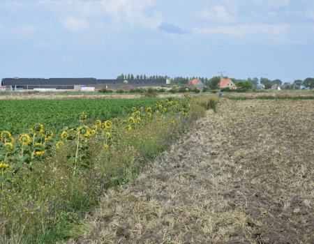 Akkerranden: waar de jacht en de landbouw elkaar vinden Akkerranden: waar de jacht en de landbouw elkaar vinden