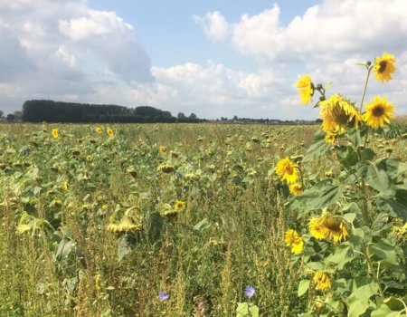 Terreinexcursie in het PARTRIDGE demo-gebied van het Meetjesland kan rekenen op veel enthousiasme Terreinexcursie in het PARTRIDGE demo-gebied van het Meetjesland kan rekenen op veel enthousiasme