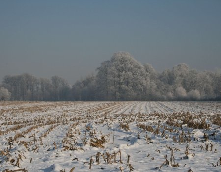 Sneeuwregel bij jacht Sneeuwregel bij jacht
