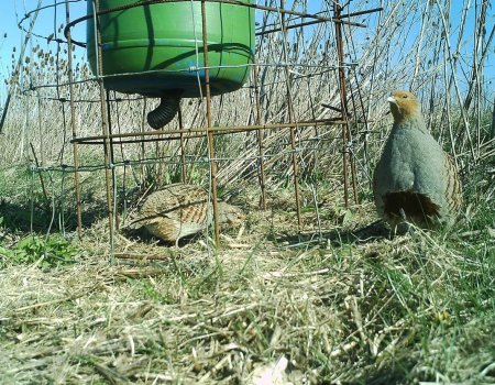 Jagen op kleinwild bij een voederplaats is en blijft geoorloofd Jagen op kleinwild bij een voederplaats is en blijft geoorloofd