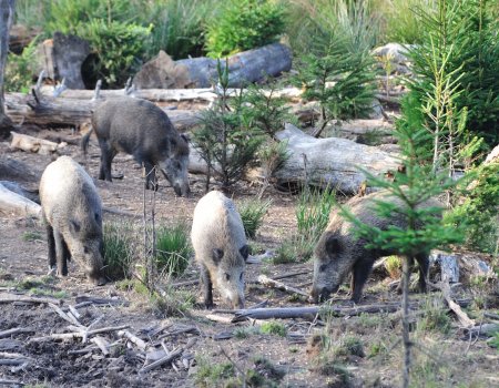 Oproep tot waakzaamheid voor Afrikaanse varkenspest Oproep tot waakzaamheid voor Afrikaanse varkenspest