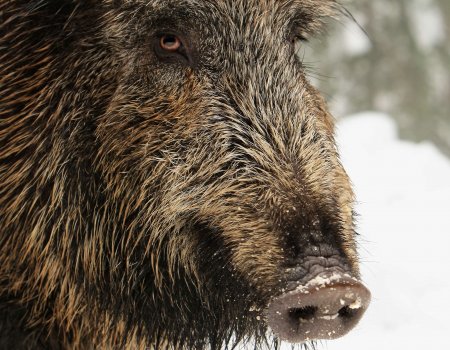 HVV Tv uitzending – Everzwijnen drukjacht te Postel HVV Tv uitzending – Everzwijnen drukjacht te Postel