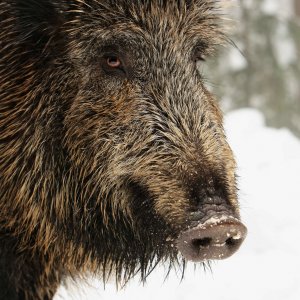 Everzwijn 20090228_1 gedraaid Jürgen Schiersmann