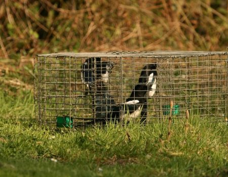 Trechtervallen en Larsen-kooien weer vangklaar vanaf 16 februari Trechtervallen en Larsen-kooien weer vangklaar vanaf 16 februari