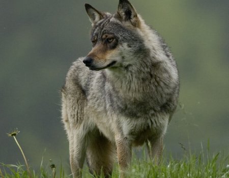 Loos alarm – wolf doodgereden, niet geschoten. Loos alarm – wolf doodgereden, niet geschoten.