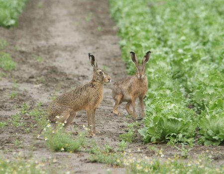 Code rood: wat kan de jager doen? Code rood: wat kan de jager doen?