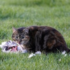 Gedumpte huisdieren kunnen aardig wat schade berokkenen