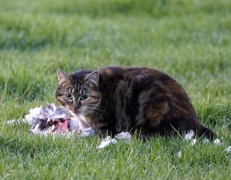 Gedumpte huisdieren: ook voor jagers een plaag Gedumpte huisdieren: ook voor jagers een plaag