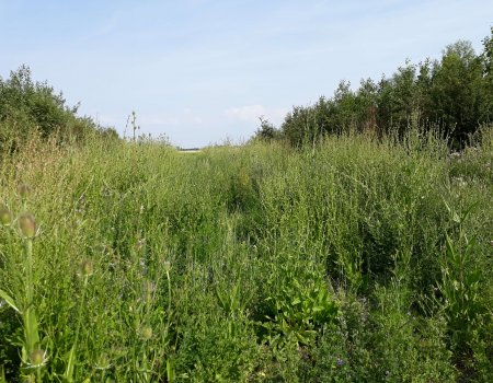 Op stap met jagers: patrijzenproject in Ramskapelle Op stap met jagers: patrijzenproject in Ramskapelle