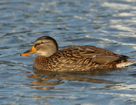 Botulisme verlamt waterwild: zorg voor stromend water in vijvers Botulisme verlamt waterwild: zorg voor stromend water in vijvers