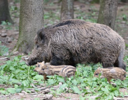 5 vragen over de Afrikaanse varkenspest: ‘Neem extra maatregelen inzake hygiëne’ 5 vragen over de Afrikaanse varkenspest: ‘Neem extra maatregelen inzake hygiëne’