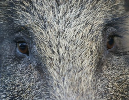 Feit of fictie? Drie onduidelijkheden over Afrikaanse varkenspest Feit of fictie? Drie onduidelijkheden over Afrikaanse varkenspest