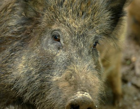 Update Afrikaanse varkenspest: totaalverbod op jacht geen goed idee Update Afrikaanse varkenspest: totaalverbod op jacht geen goed idee