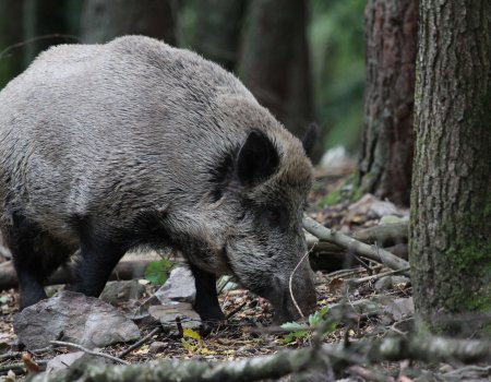 Jagers verplicht om drie collectieve jachten op everzwijn te organiseren Jagers verplicht om drie collectieve jachten op everzwijn te organiseren