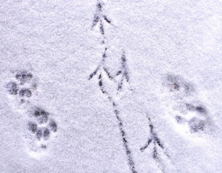 Sneeuwregel bij jacht Sneeuwregel bij jacht