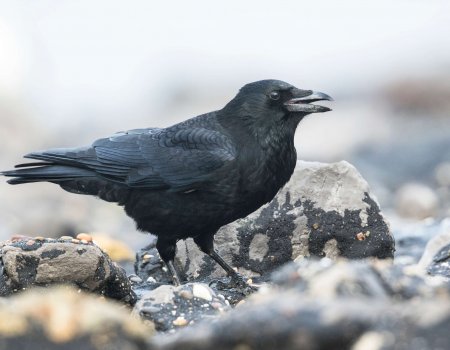 5 vragen: bestrijding kraaien en eksters 5 vragen: bestrijding kraaien en eksters
