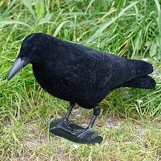 ‘Lichtzinnige beslissing Vogelbescherming Vlaanderen zorgt voor complete chaos’ ‘Lichtzinnige beslissing Vogelbescherming Vlaanderen zorgt voor complete chaos’