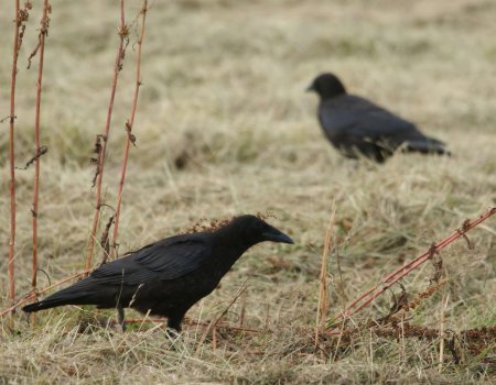 Bestrijding eksters en kraaien: wat verandert er (niet) voor jagers Bestrijding eksters en kraaien: wat verandert er (niet) voor jagers