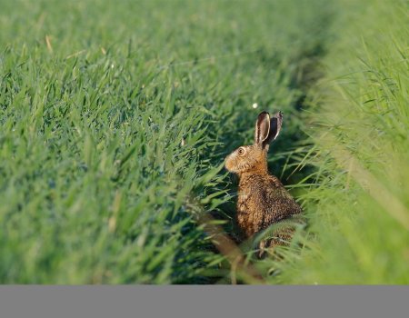 Lezersbrief: ‘Natuurverenigingen en jagers: leer van elkaar’ Lezersbrief: ‘Natuurverenigingen en jagers: leer van elkaar’