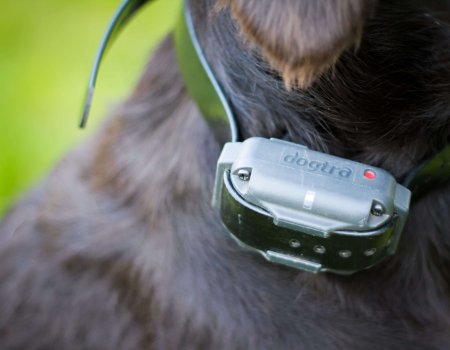 Stroomhalsband is nodig voor de veiligheid van de automobilist en de jachthond Stroomhalsband is nodig voor de veiligheid van de automobilist en de jachthond