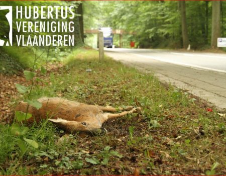 Zomeruur verhoogt risico op aanrijdingen met overstekend wild Zomeruur verhoogt risico op aanrijdingen met overstekend wild