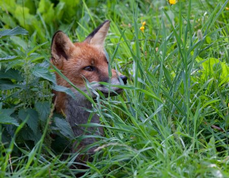 Standpunt: ‘Klemmen gebruiken voor vossen? Kan niet’ Standpunt: ‘Klemmen gebruiken voor vossen? Kan niet’