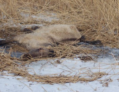 De Oostvaardersplassen: van romantiek tot horror De Oostvaardersplassen: van romantiek tot horror