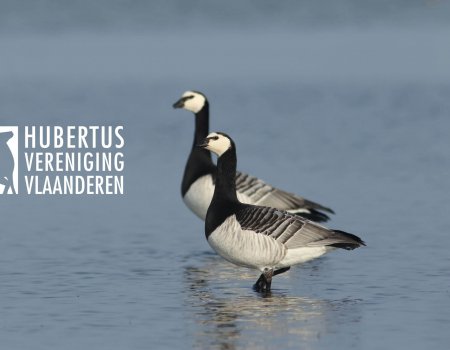 Oproep jachtsector: ‘Stop met het vergassen van ganzen’ Oproep jachtsector: ‘Stop met het vergassen van ganzen’